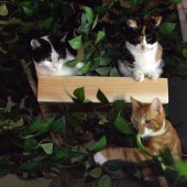 julie aherns cats 2
